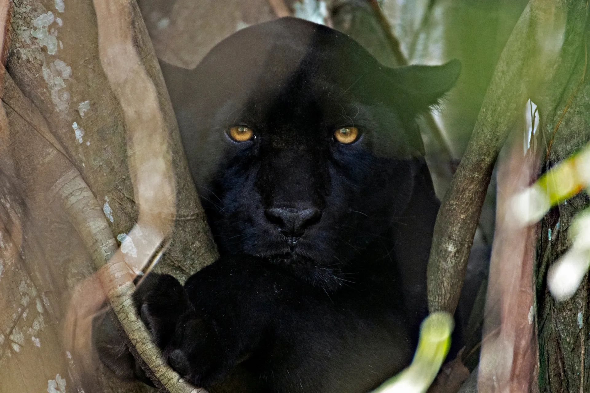 Portfolio Adriano Gambarini