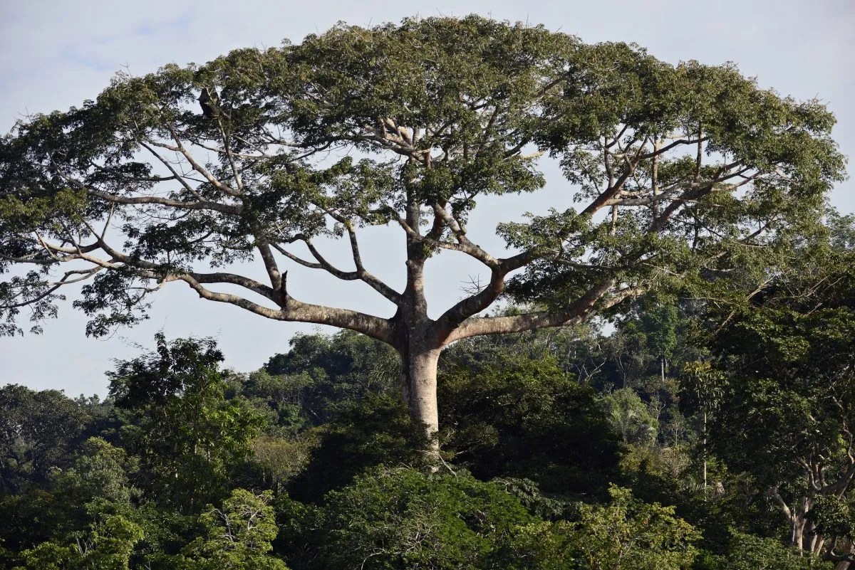 Boqueirão da Onça
