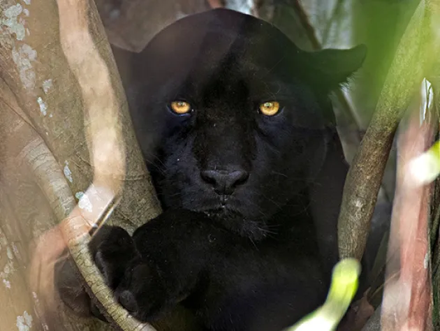 Onça-pintada na Amazônia