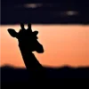 Girafa
