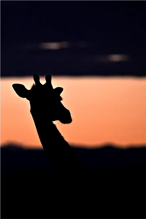 girafa-600-900-vertical Girafa